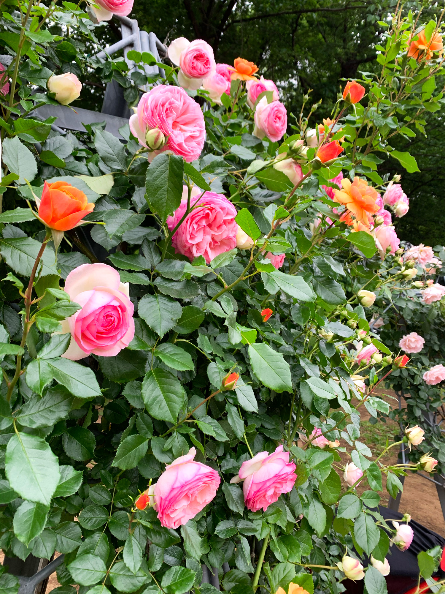 埼玉県与野公園 バラ園
