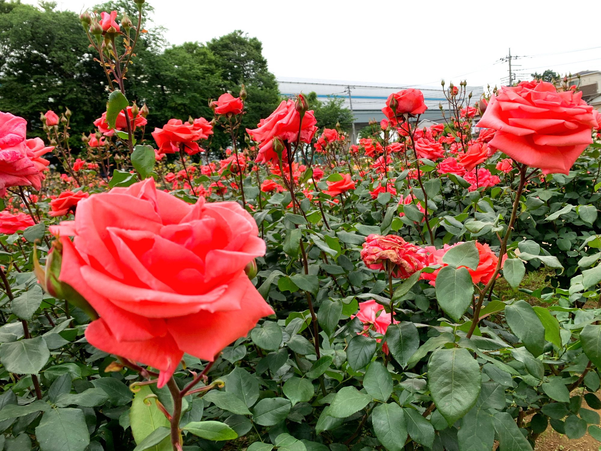 埼玉県与野公園 バラ園