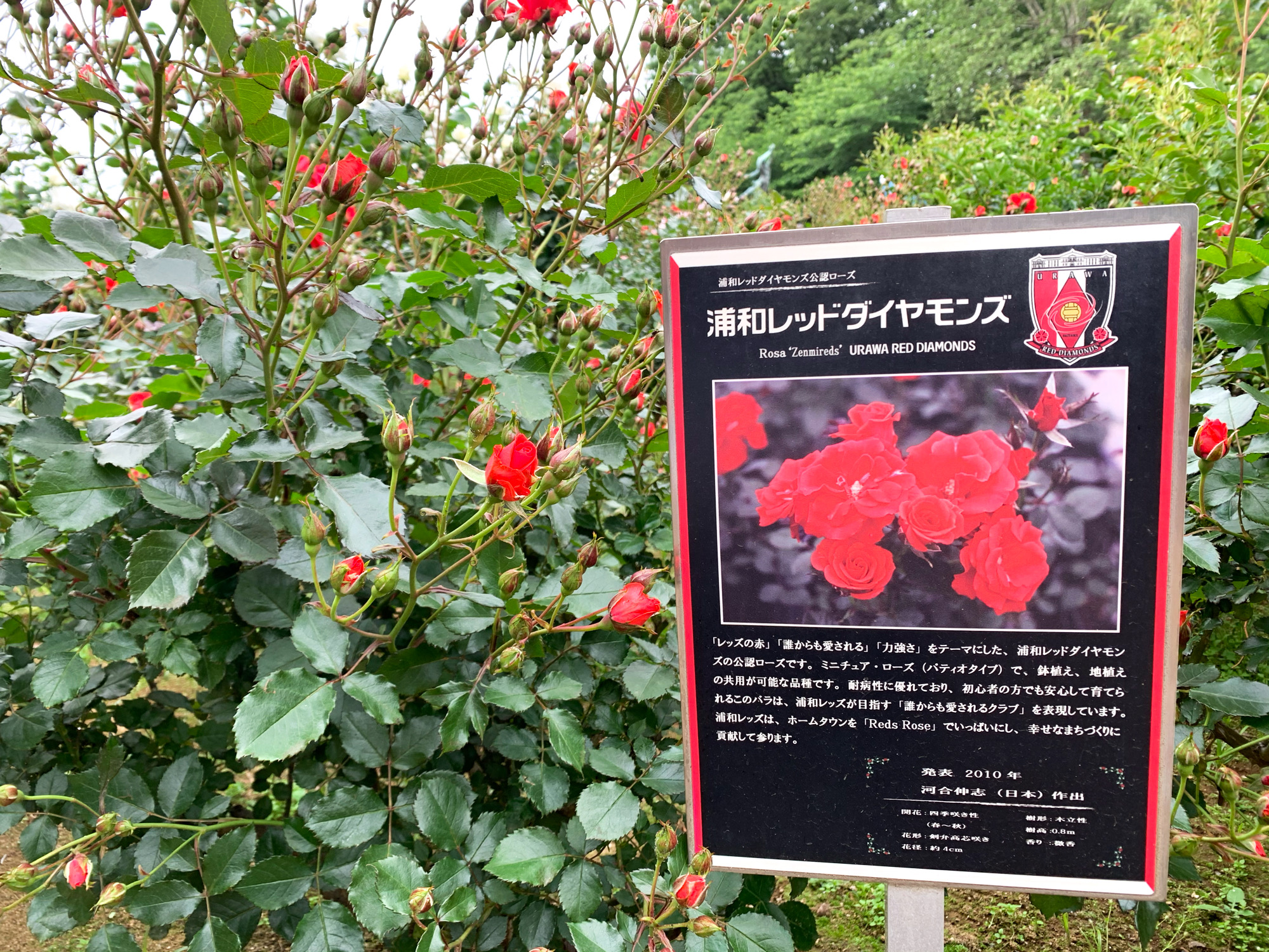 埼玉県与野公園 バラ園 浦和レッドダイヤモンズ