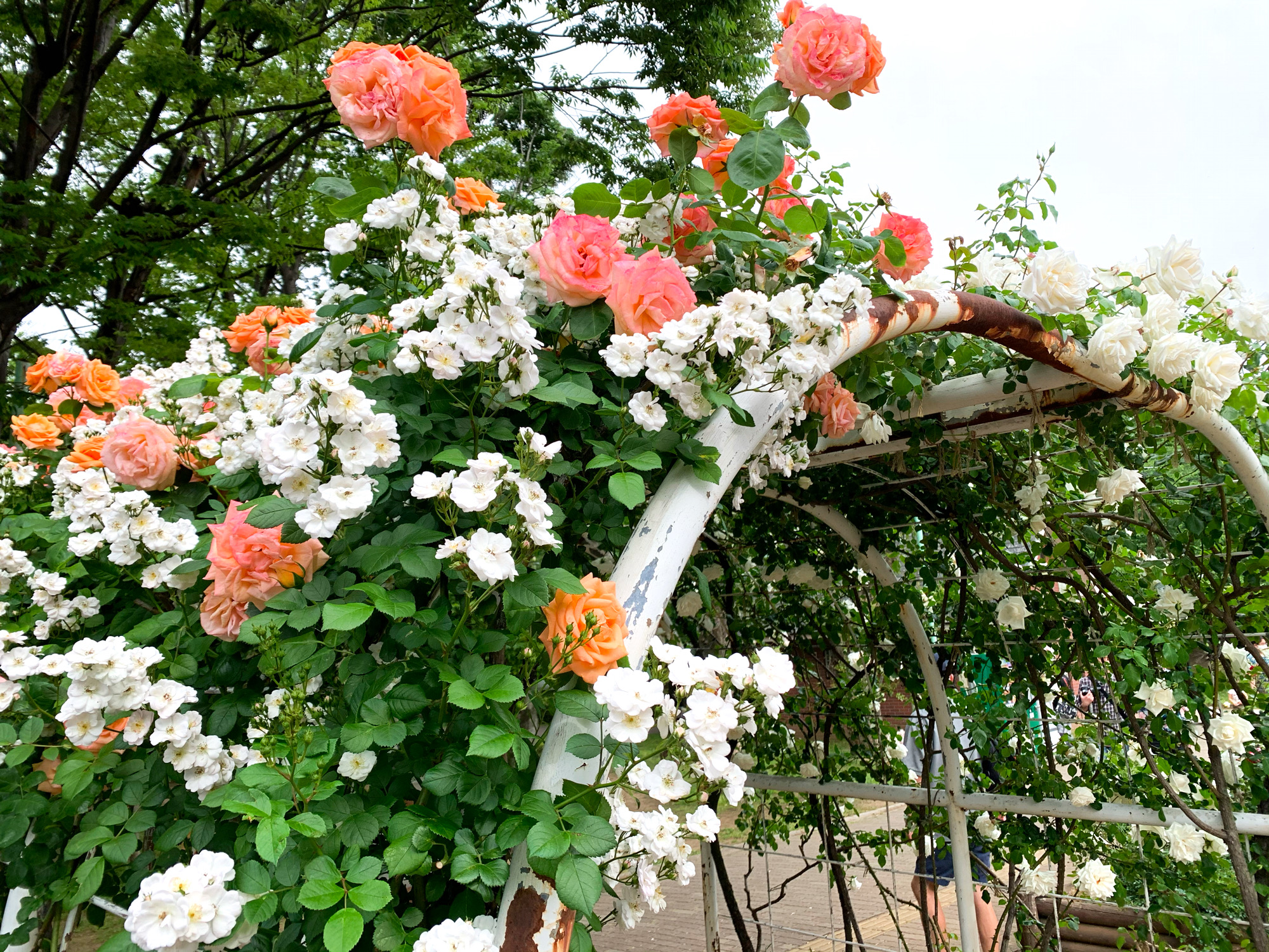 埼玉県与野公園 バラ園 アーチ