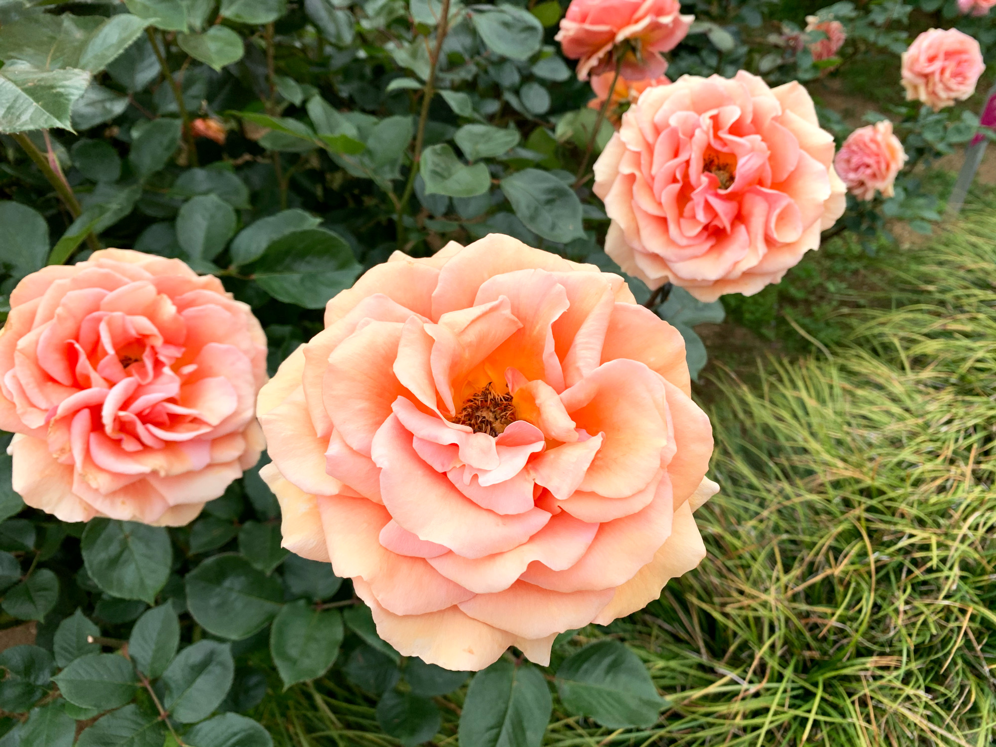 埼玉県与野公園 バラ園