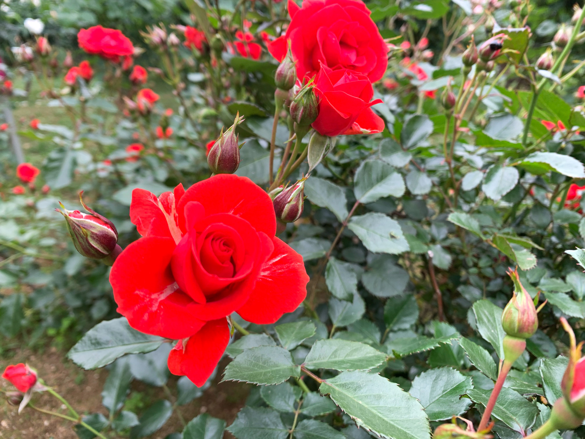 埼玉県与野公園 バラ園 浦和レッドダイヤモンズ