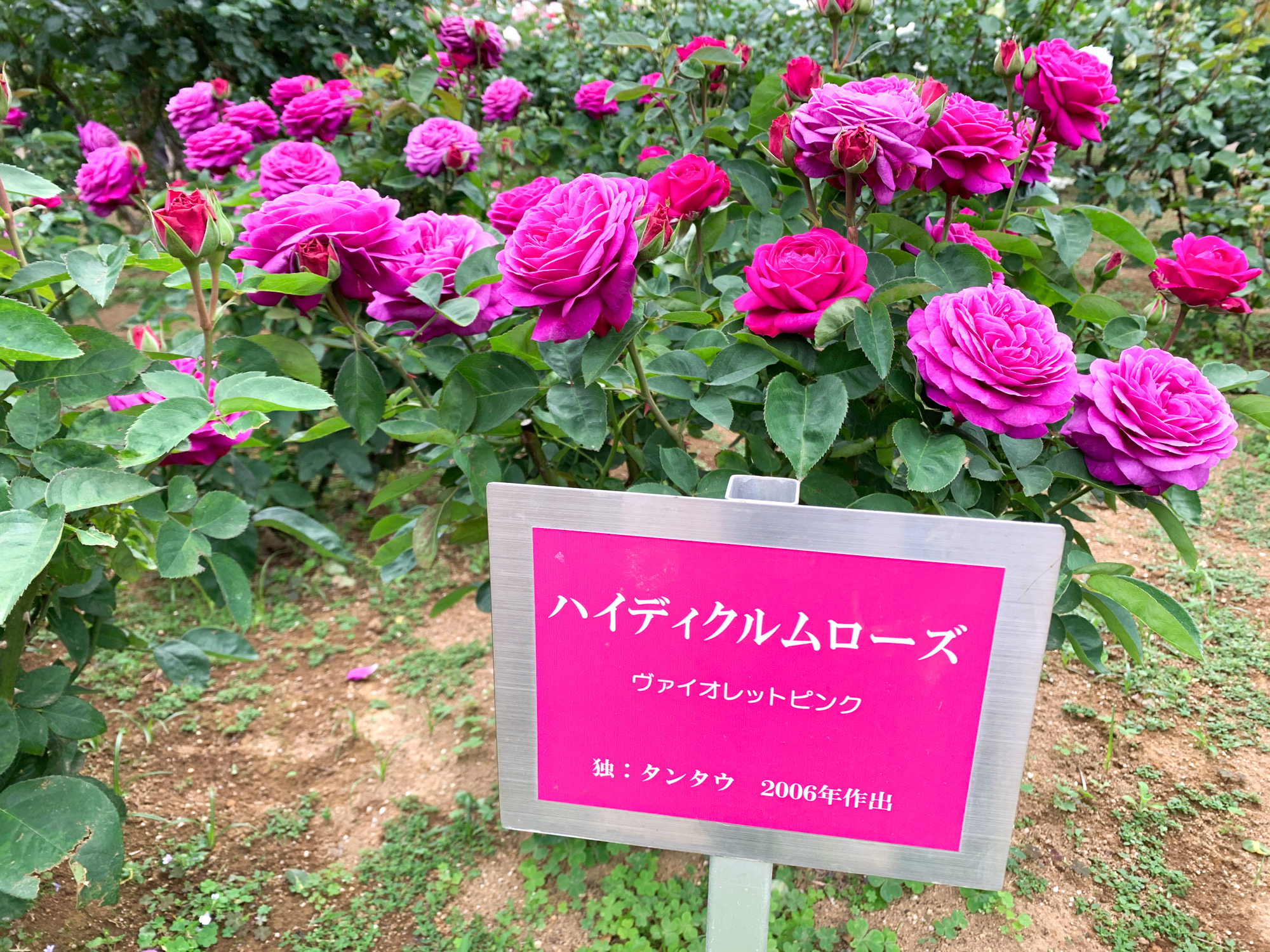埼玉県与野公園 バラ園 5月