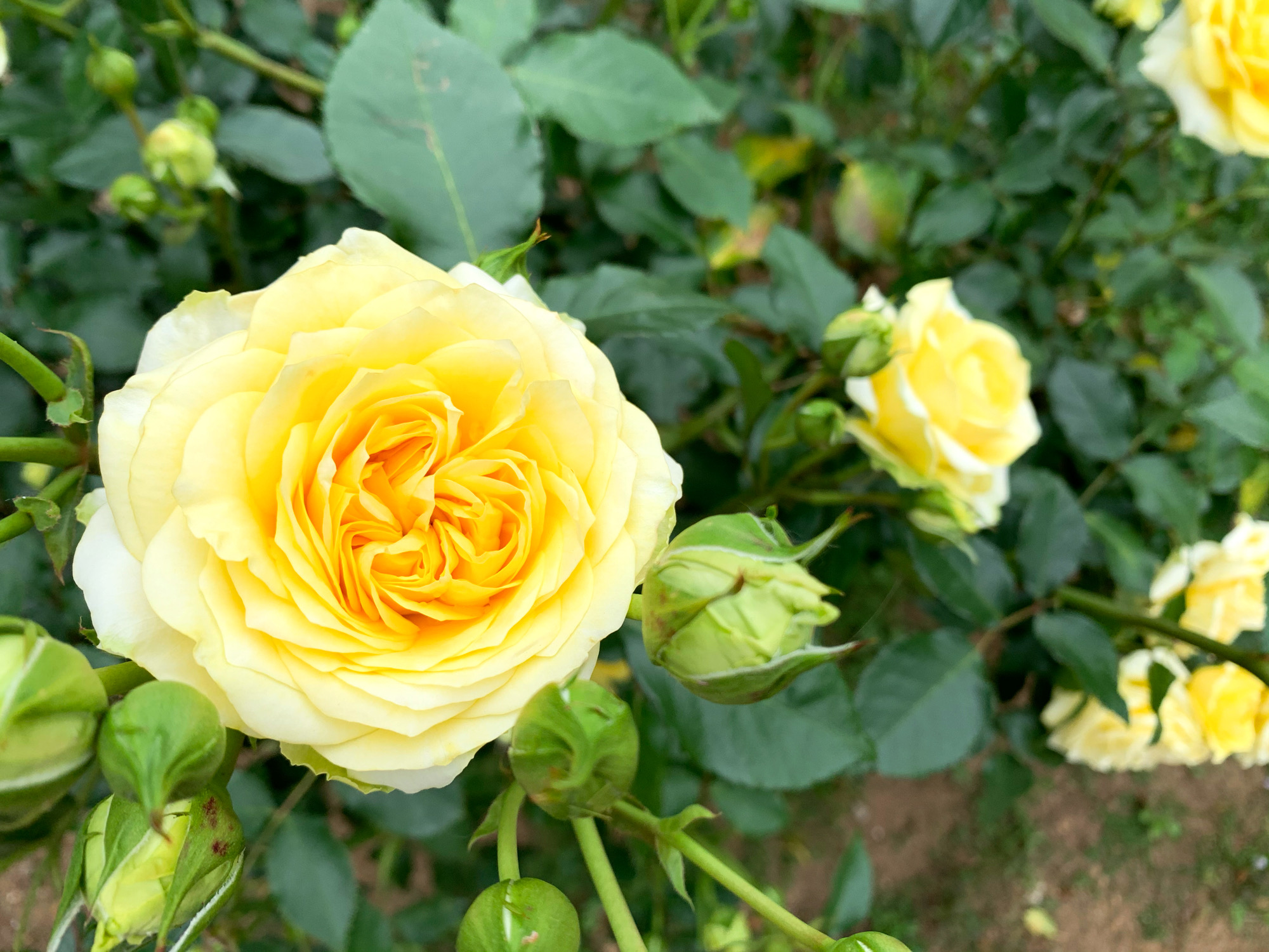埼玉県与野公園 バラ園 サンライトロマンティカ