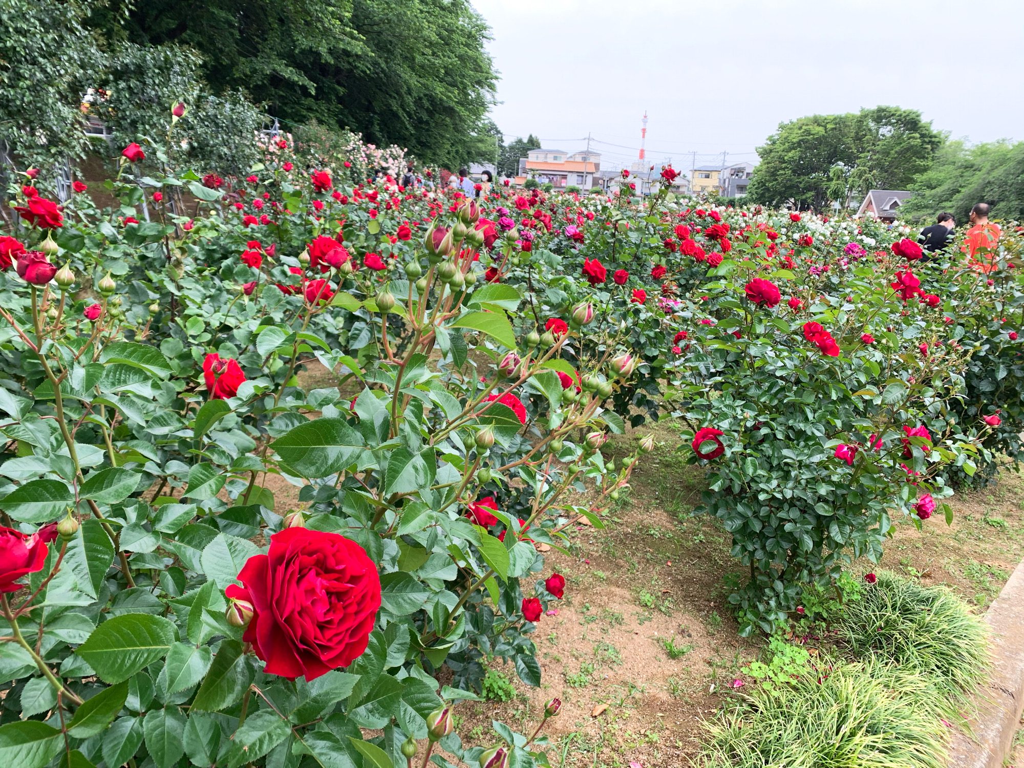 関東 埼玉県与野公園 バラ園