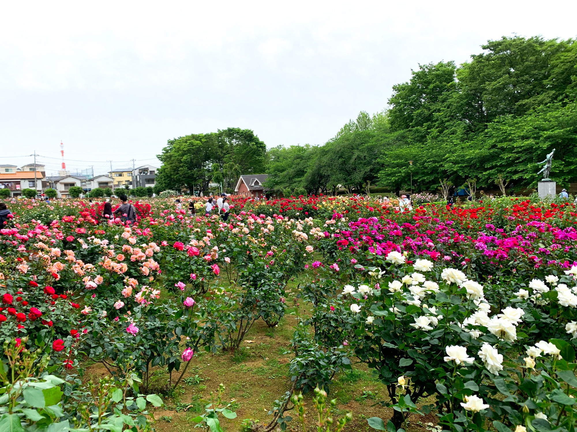 関東 埼玉県与野公園 バラ園