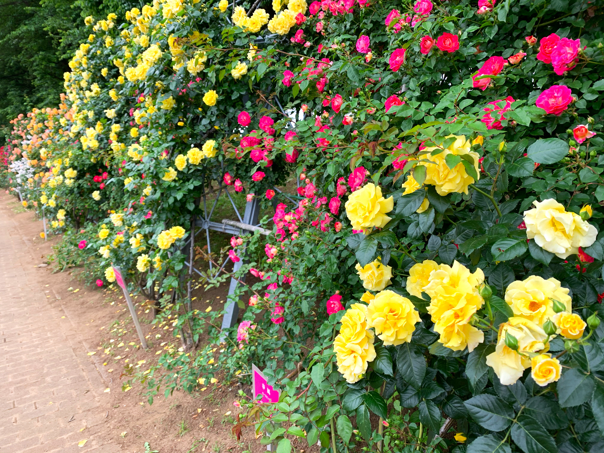 埼玉県与野公園 バラ園 フェンス