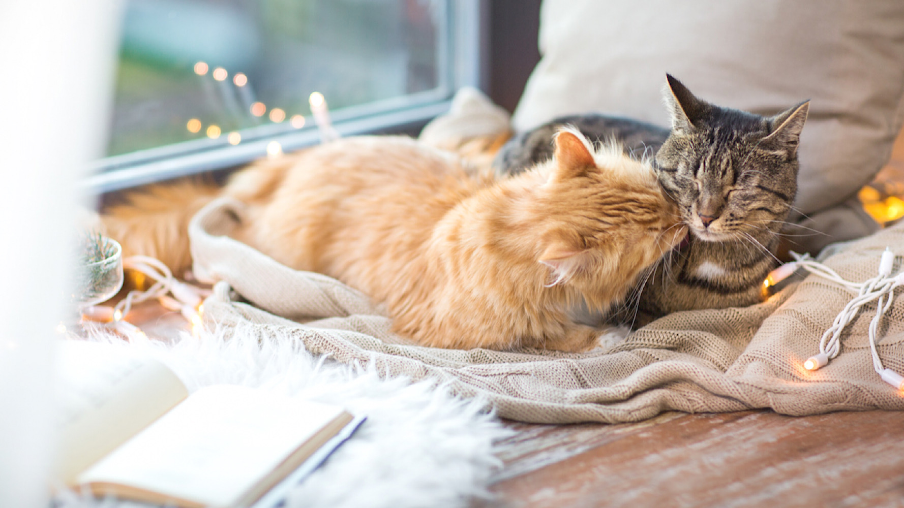 SNSのメッセージをおしゃれにできる。コピペで使える★可愛い猫の顔文字・特殊文字まとめ