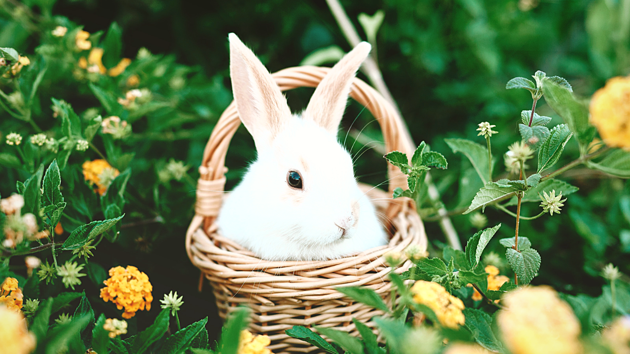 コピペ★SNSがおしゃれに!うさぎの特殊文字・記号・絵文字まとめ【インスタ映え】