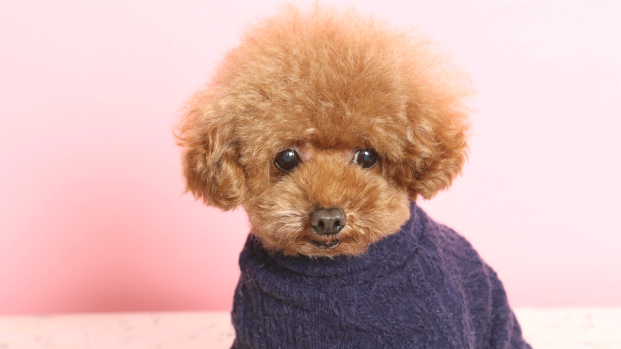 コピペ可★可愛い犬の顔文字・特殊文字・絵文字まとめU´•ﻌ•`U♡