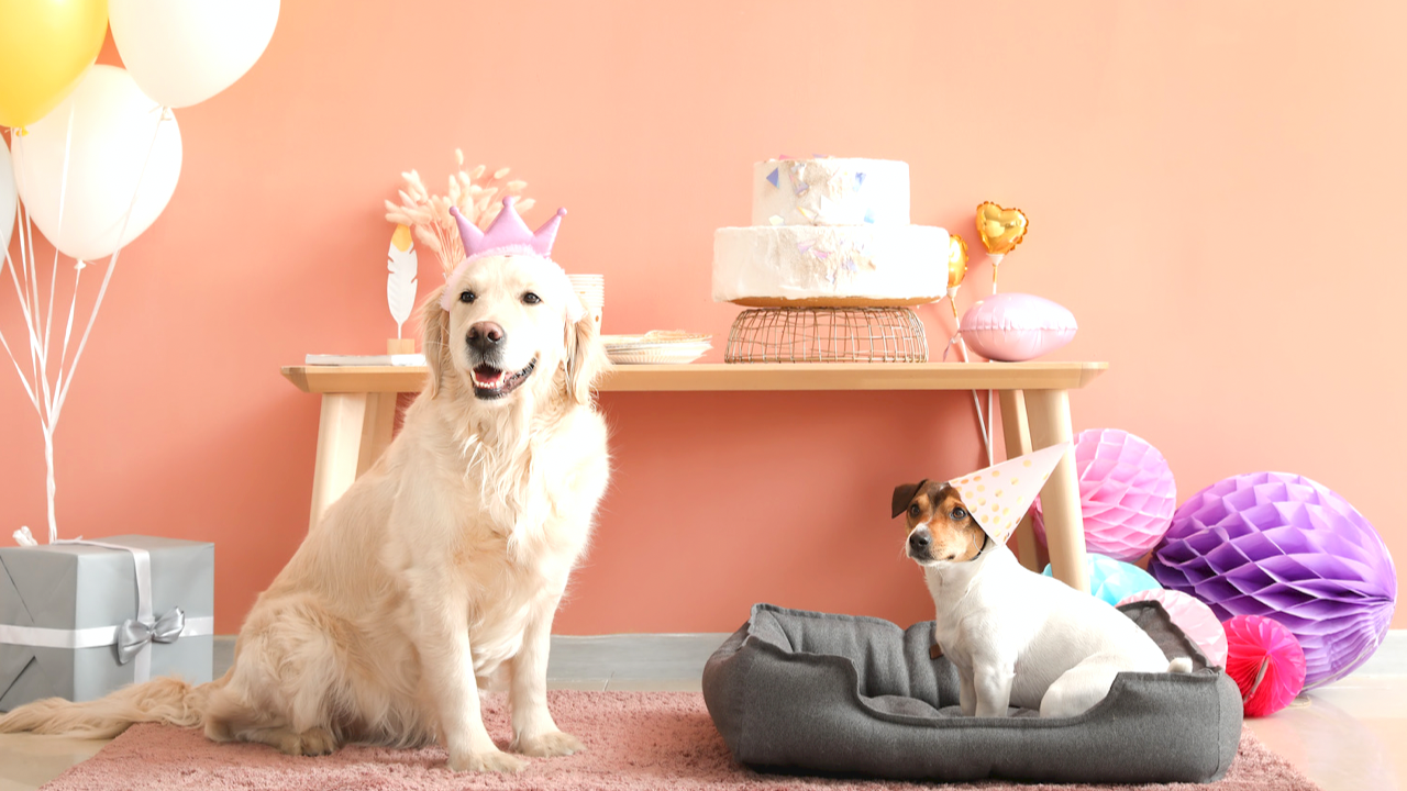 インスタオンライン相談｜ペットの誕生日画像作成！Canvaの基本操作とインスタ投稿画像【初心者向け】