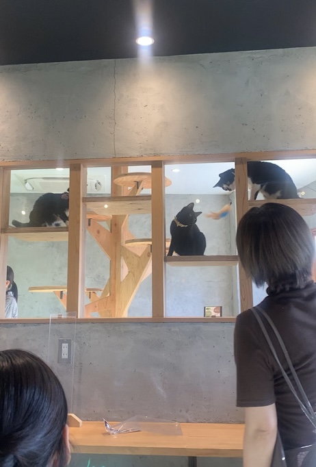 徳島おしゃれ美活旅｜人気のおしゃれカフェ・ランチ5選【インスタ映え】