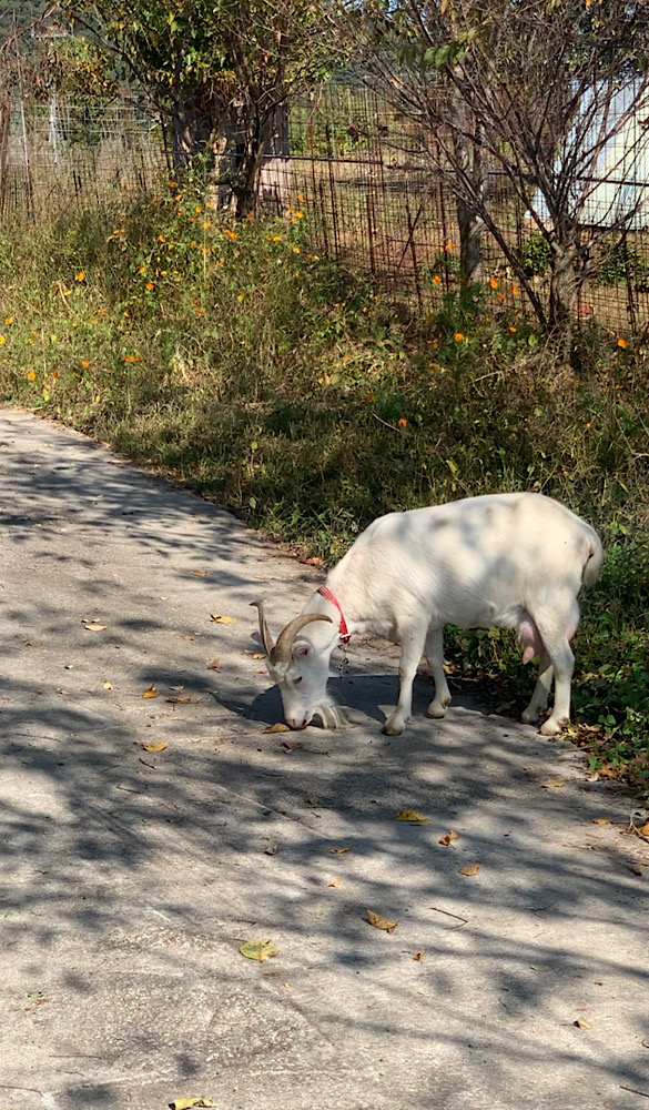 四国・徳島おしゃれ美活旅｜自然の中でデジタルデトックス【体験談】