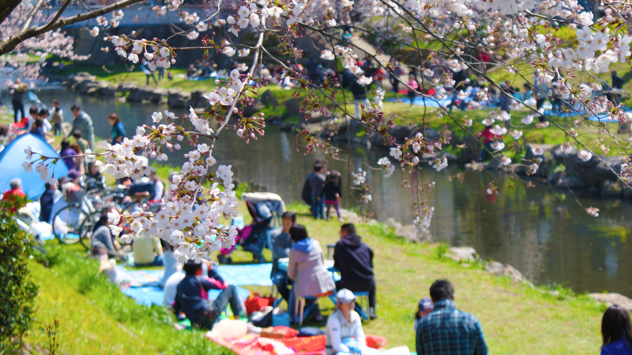 楽しく快適に！お花見グッズ