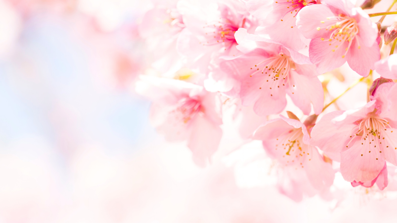 コピペ★SNSおしゃれに!桜の特殊文字・記号・絵文字まとめ【インスタ映え】