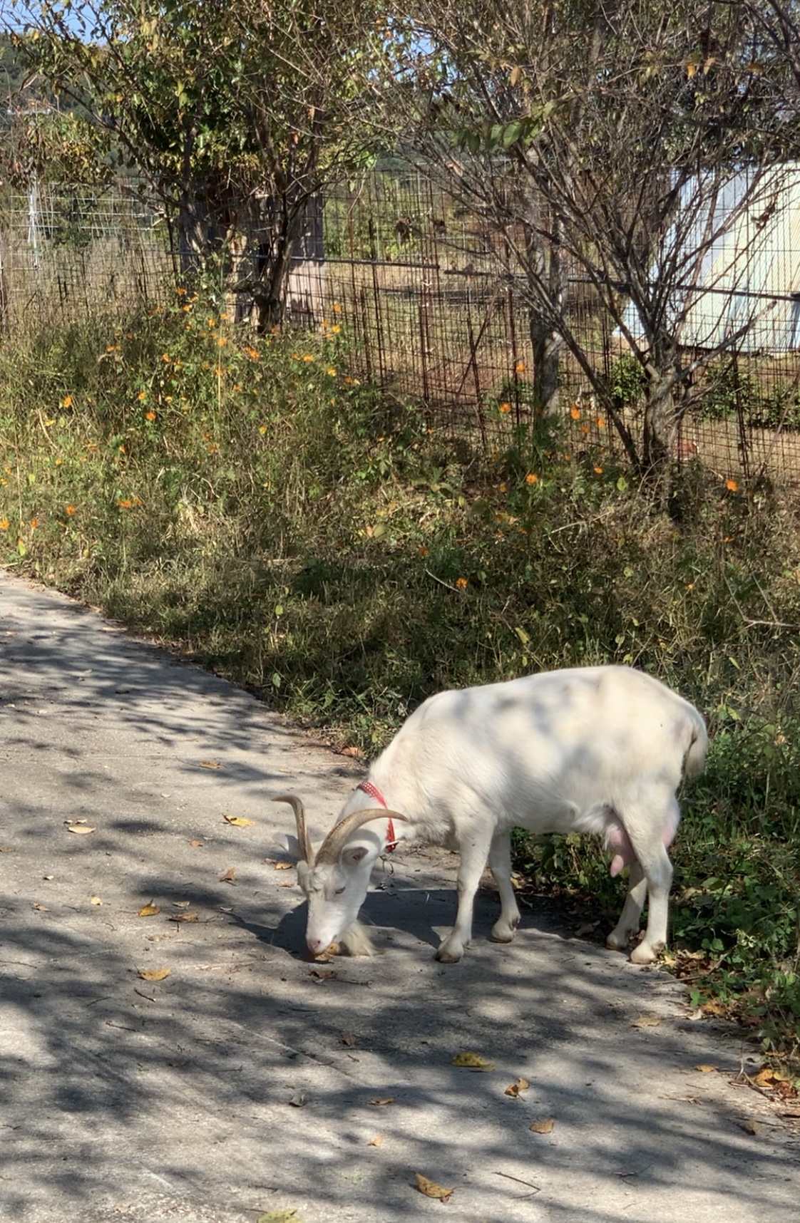 徳島観光！自然に癒される美馬市の絶景穴場スポット美村が丘｜大人女子旅【SNS映え】