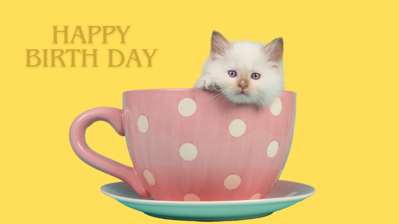 Canva便利機能！写真の背景を透明にする方法は？【スマホアプリで解説】