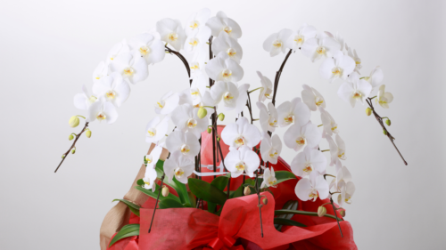 開店・開業祝い